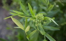 Attēlu rezultāti vaicājumam “Sium latifolium”