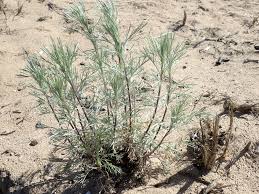 Image result for Artemisia caudata