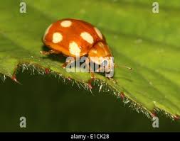 Attēlu rezultāti vaicājumam “Calvia decemguttata larva”