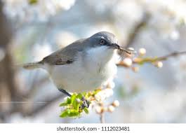 Attēlu rezultāti vaicājumam “Sylvia curruca adult”