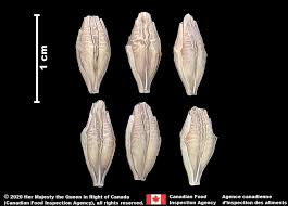 Attēlu rezultāti vaicājumam “Hordeum vulgare”