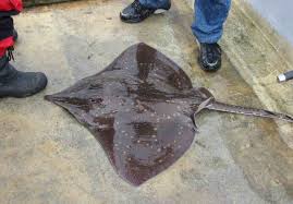 Image result for Dipturus intermedius