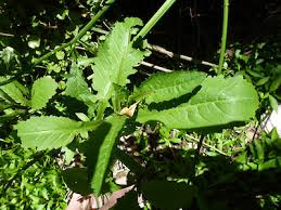 Attēlu rezultāti vaicājumam “Rorippa amphibia fruit”