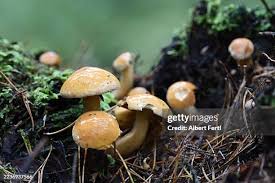 Attēlu rezultāti vaicājumam “Suillus bovinus”