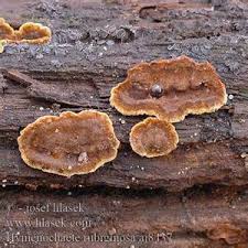 Attēlu rezultāti vaicājumam “Hymenochaete tabacina”