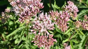 Image result for Eupatorium cannabinum