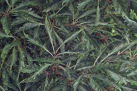 Attēlu rezultāti vaicājumam “Fagus sylvatica fo. laciniata leaf”