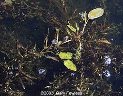 Attēlu rezultāti vaicājumam “Potamogeton gramineus”