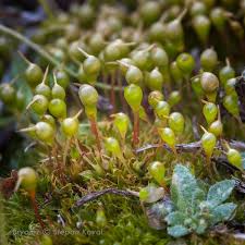 Attēlu rezultāti vaicājumam “Eurhynchiastrum pulchellum macro”