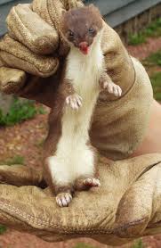 Attēlu rezultāti vaicājumam “Mustela erminea”