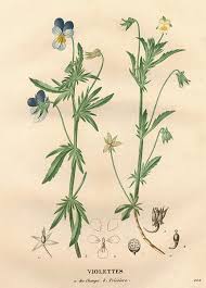 Attēlu rezultāti vaicājumam “Viola tricolor flower”