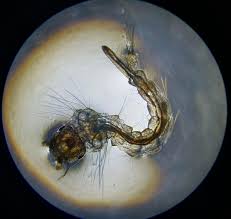 Attēlu rezultāti vaicājumam “Culex pipiens larva”