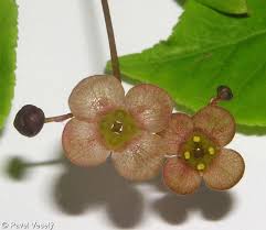 Attēlu rezultāti vaicājumam “Euonymus verrucosus”