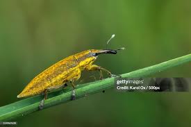 Attēlu rezultāti vaicājumam “Lixus iridis”