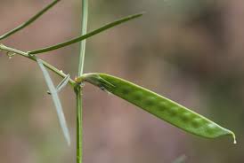 Attēlu rezultāti vaicājumam “Vicia angustifolia leaf”