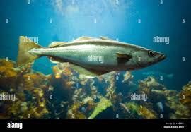 Image result for Pollachius virens