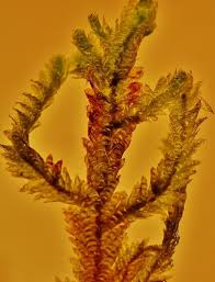 Attēlu rezultāti vaicājumam “Neckera pennata”