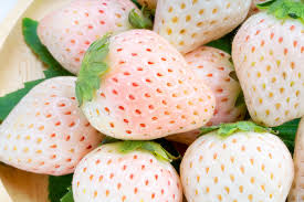 Attēlu rezultāti vaicājumam “Fragaria vesca fruit”