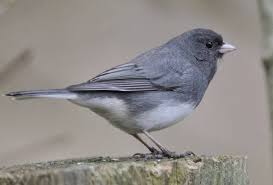 Image result for Junco hyemalis