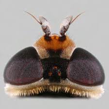 Attēlu rezultāti vaicājumam “Eupeodes nielseni”