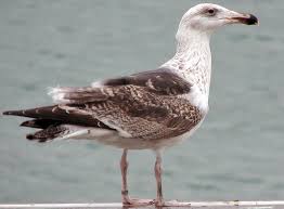 Attēlu rezultāti vaicājumam “Larus marinus adult”