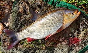 Attēlu rezultāti vaicājumam “Leuciscus idus”