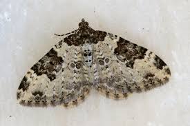 Attēlu rezultāti vaicājumam “Xanthorhoe fluctuata”