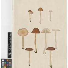 Attēlu rezultāti vaicājumam “Diderma rufostriatum young”