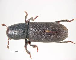 Attēlu rezultāti vaicājumam “Hylastes sp.”