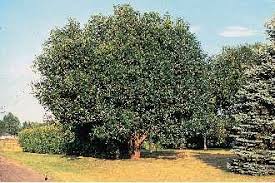 Attēlu rezultāti vaicājumam “Salix pentandra leaf”