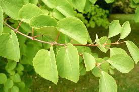 Attēlu rezultāti vaicājumam “Cercidiphyllum japonicum leaf”