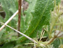 Attēlu rezultāti vaicājumam “Hypochaeris radicata fruit”