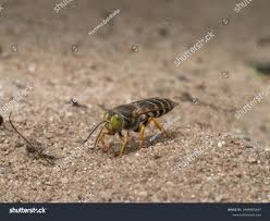 Attēlu rezultāti vaicājumam “Bembix rostrata”