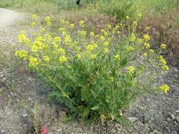 Attēlu rezultāti vaicājumam “Sisymbrium loeselii”