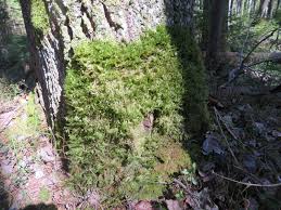 Attēlu rezultāti vaicājumam “Neckera pennata”