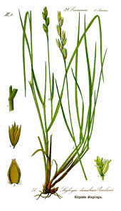 Attēlu rezultāti vaicājumam “Danthonia decumbens”