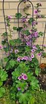 Image result for Malva sylvestris 'Zebrina'