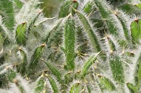 Attēlu rezultāti vaicājumam “Cirsium acaule leaf”