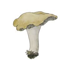 Attēlu rezultāti vaicājumam “Hydnum repandum”