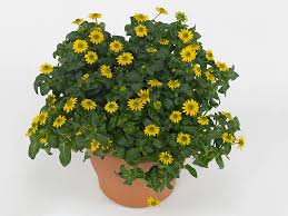 Image result for Sanvitalia procumbens