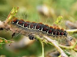 Attēlu rezultāti vaicājumam “Eriogaster lanestris”