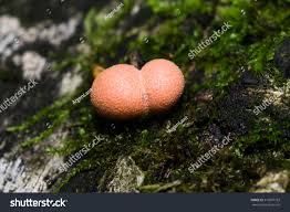 Attēlu rezultāti vaicājumam “Lycogala irregulare macro”