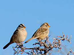 Image result for Zonotrichia leucophrys