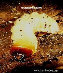 Attēlu rezultāti vaicājumam “Cerambycidae larva”