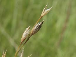 Attēlu rezultāti vaicājumam “Poa palustris”