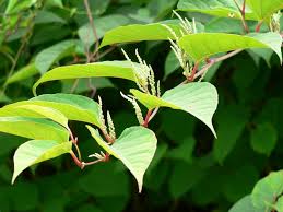 Attēlu rezultāti vaicājumam “Reynoutria sachalinensis leaf”