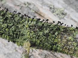 Attēlu rezultāti vaicājumam “Calicium viride”