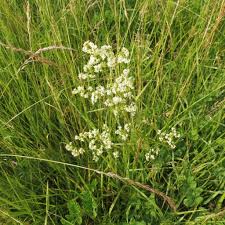 Attēlu rezultāti vaicājumam “Geocrypta galii”