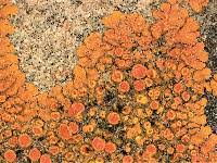 Attēlu rezultāti vaicājumam “Caloplaca saxicola”