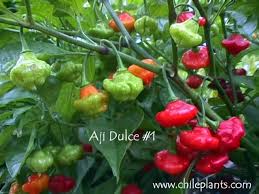 Afbeeldingsresultaat voor aji dulce sweet pepper